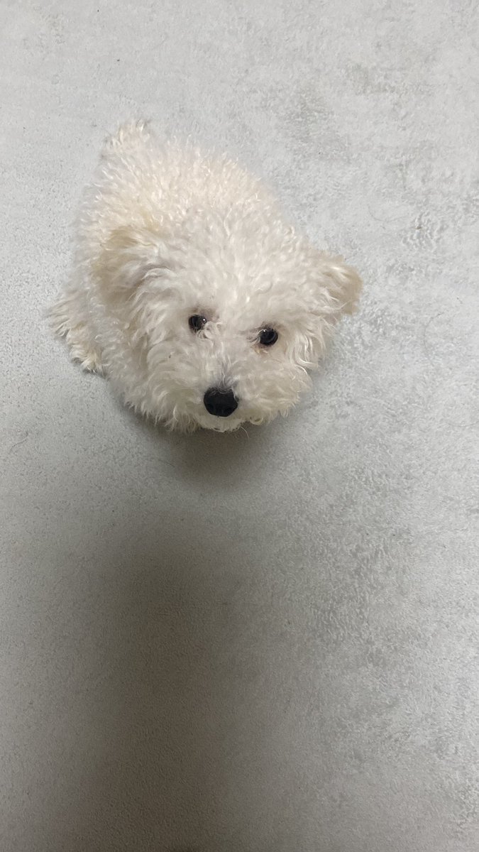 roy_stagram's tweet photo. あんちゃん（アンディ君）みたいになりたいトイプー🐶 https://t.co/HVVWfzL2ng
