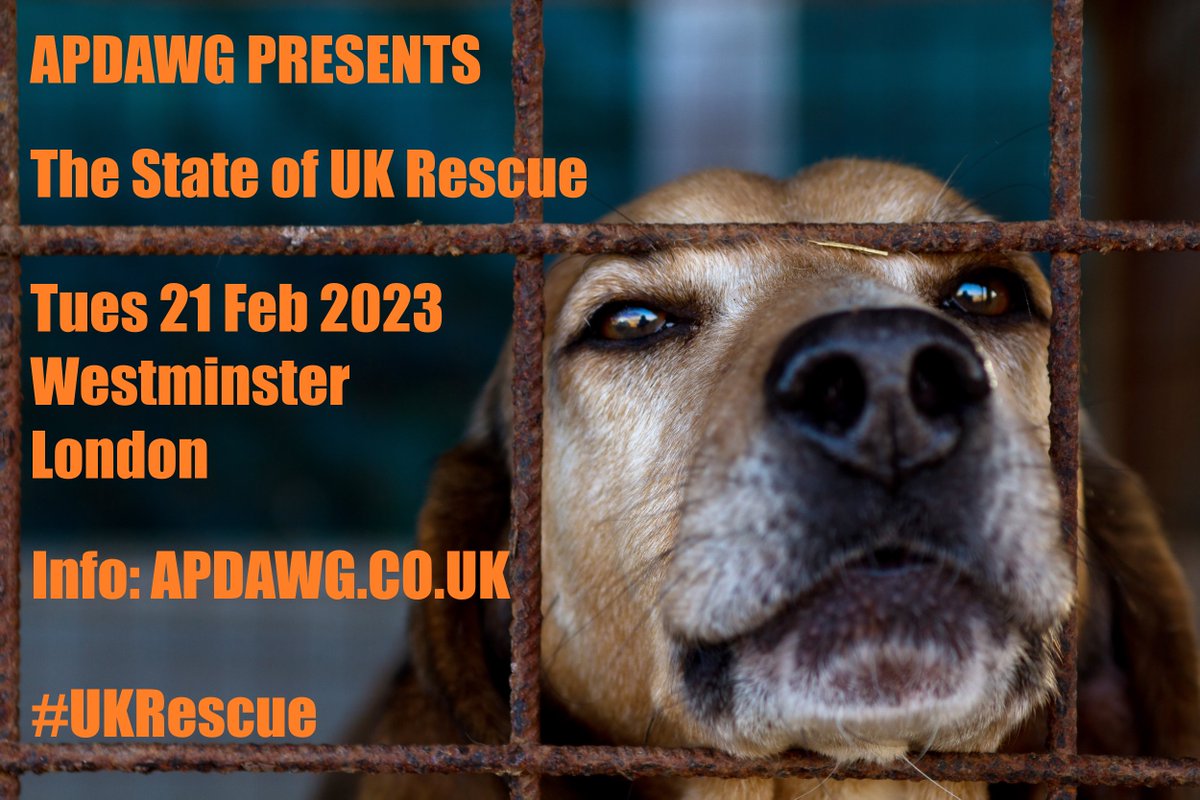 Are Dogs Put Down In Animal Shelters Uk