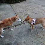 まきりな☆with柴犬ゆりのツイート画像