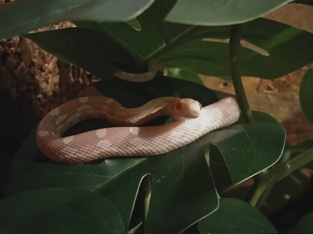 MochiSnek's tweet photo. yes hello sir can't you see im busy chilli on this leaf https://t.co/ljS2u7abZR