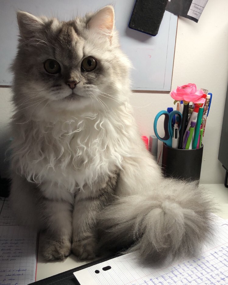 bathoresse's tweet photo. je faisais mes devoirs et quelqu’un s’est ramené https://t.co/t60EAMuJT6