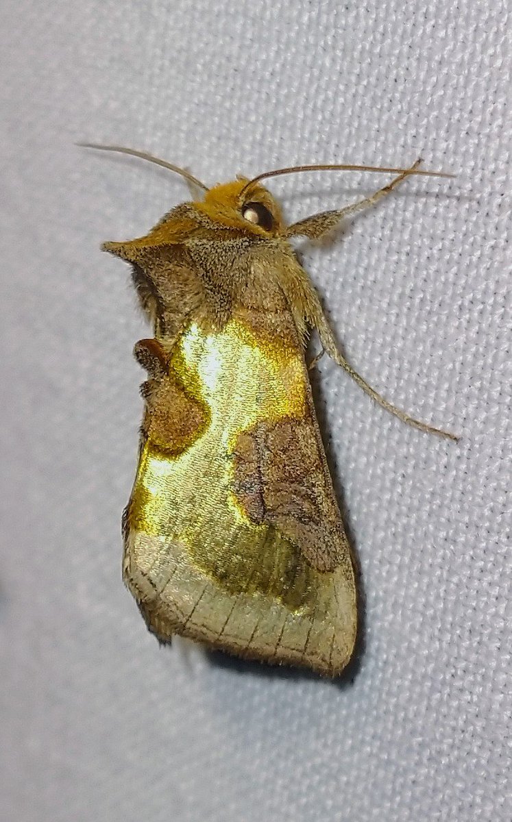 Vlinderspotter's tweet photo. Koperuil - Hoeksche Waard, zomer 2022

Zie voor deze en veel andere nachtvlinders:
https://t.co/iGMTWZjnQt

#koperuil #nachtvlinder #moth #vlinder #butterfly #lepidoptera #vlinders #butterflies #vlinderfotografie #butterflyphotography #natuur #nature #NaturePhotography https://t.co/nDCjoZJRHg