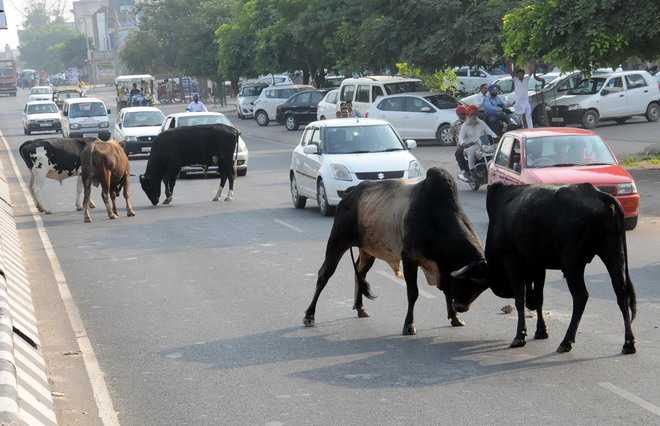 Stray cow kills elderly woman in Vadodara