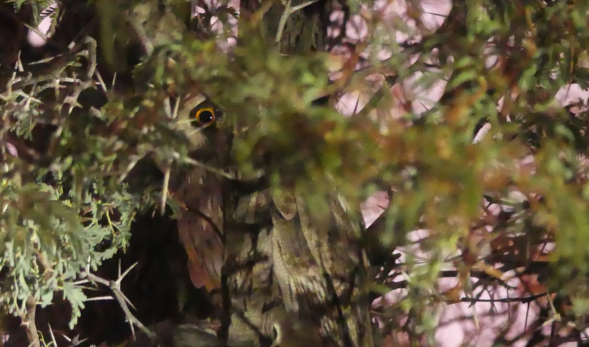 Why are you peeping at #tweets?