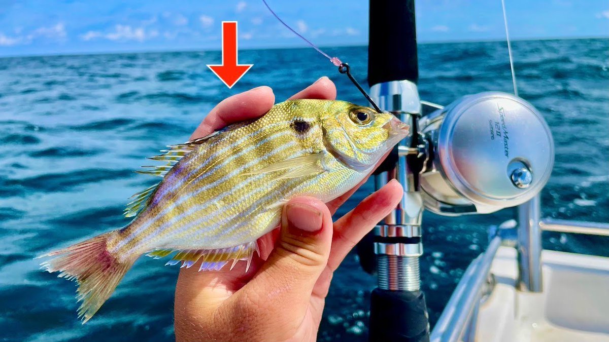fishing188's tweet photo. 63bea2aad9d61 Let's go catch some dinner! It is snapper season right here on the Alabama Gulf Coast. Ya'll come Be part of me for a enjoyable journey offs... #CatchCleanCook #Deep #Dinner #Fishing #LIVE #PINFISH https://t.co/k1Rrx8T7CR