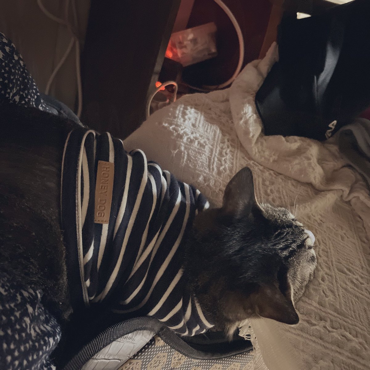 왜 이런 자세로,,,? 마땅한 자리가...없었어...? 고양이들 올라온다고 책상도 180*80의 6인용 식탁 쓰구 있는데...(인간은 1/3~1/2 씀) ...
