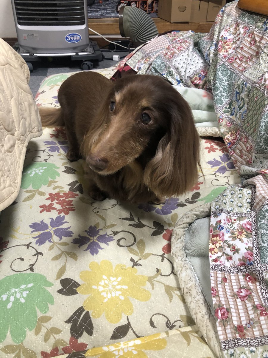 ryocchiii's tweet photo. 2023年は卯年ということで！りょっちは年男なのでピョンっと飛躍できる年にしたいなぁ🐇
毎年恒例で年末年始は実家に帰ってのんびりして、今年は寝正月せずに数年ぶりに初詣にも行ってきました✨
2023年チョコ！！！ https://t.co/sZaJvU3dSC