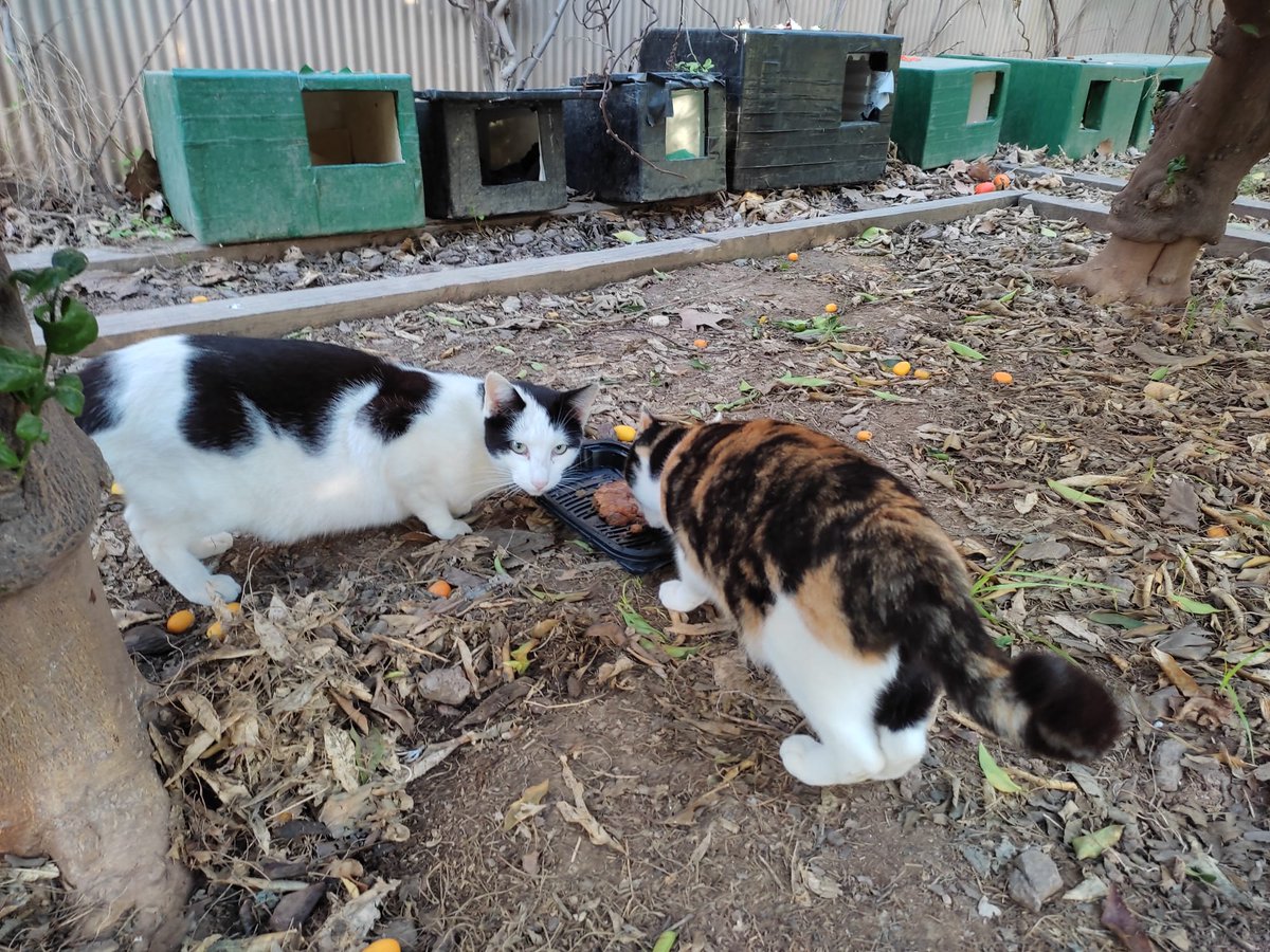 cfparquecentral's tweet photo. ¡Sorprendidos jalando! #gatosparquecentral 

Mirad qué majas las casetas; aún seguimos dándole vueltas a cómo hacerlas mejores... 🤔 https://t.co/M94EpH9iOX