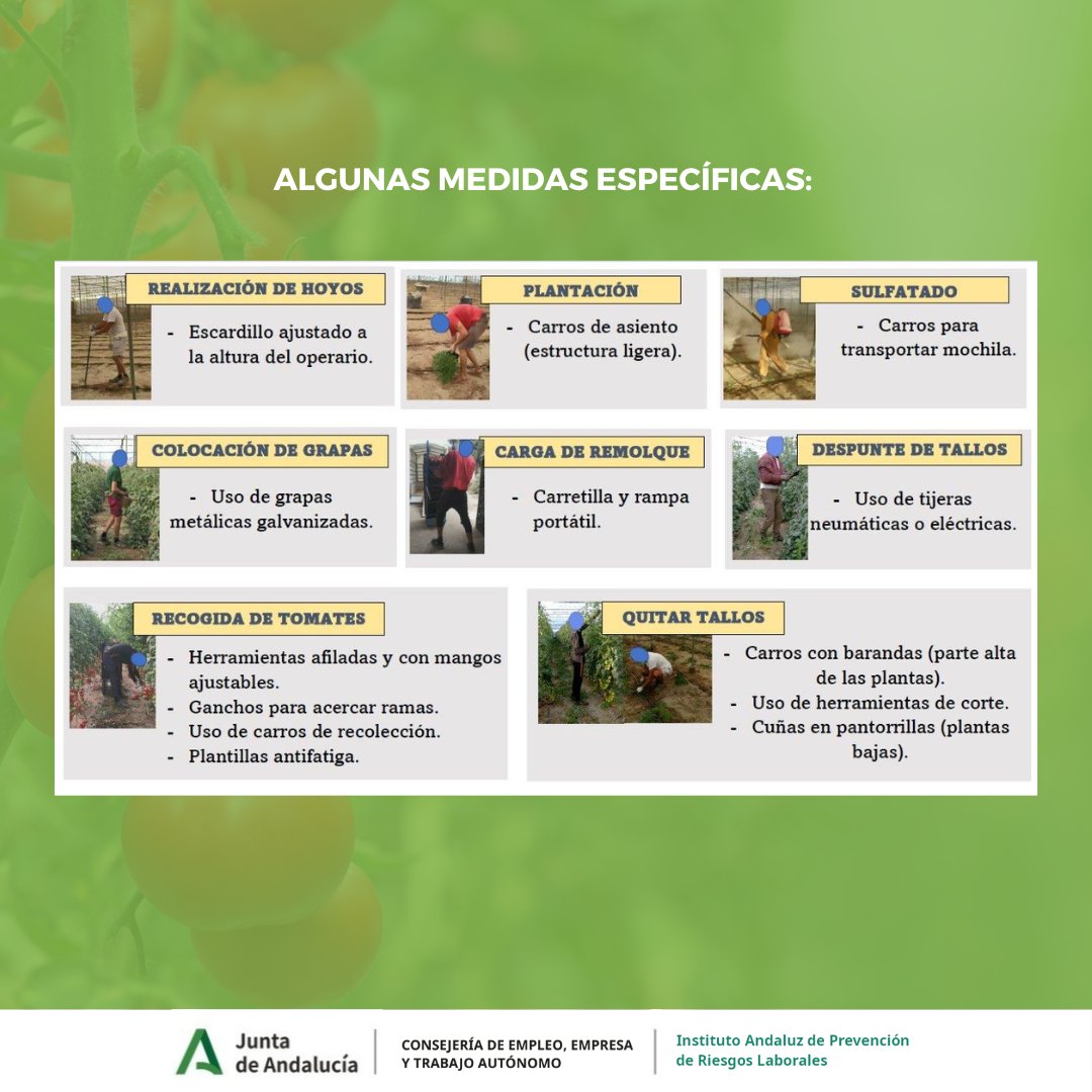 IAPRL's tweet photo. 🔊Píldoras informativas elaboradas por el LASA: Riesgos musculoesqueléticos en cultivo de tomate bajo invernadero 🍅

#iaprl #iaprlandalucia #prl #pildorasinformativas https://t.co/LghUOssRe3