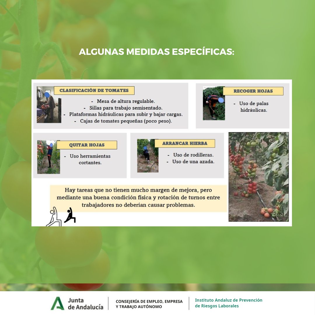IAPRL's tweet photo. 🔊Píldoras informativas elaboradas por el LASA: Riesgos musculoesqueléticos en cultivo de tomate bajo invernadero 🍅

#iaprl #iaprlandalucia #prl #pildorasinformativas https://t.co/LghUOssRe3
