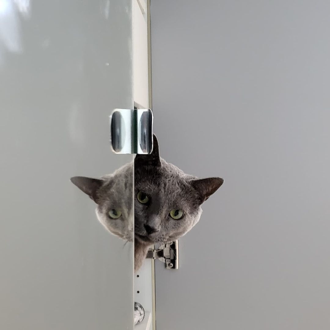 dsadasfasfas3's tweet photo. This is a bad cat🤣 https://t.co/C1h0zX1IOQ