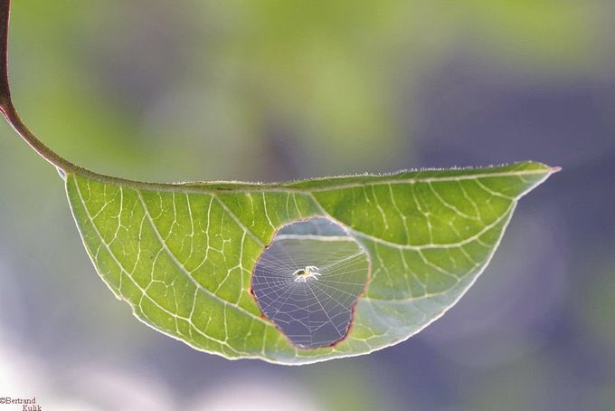 Crypto_HF's tweet photo. Esta imagen del fotógrafo Bertrand Kulik muestra una curiosa telaraña. La araña no está arreglando la hoja, pero eso no la hace menos sorprendente (y no, no es Photoshop) #Hoy #GoldenGlobes #Enero #Ayuda https://t.co/GOZObi0BgB