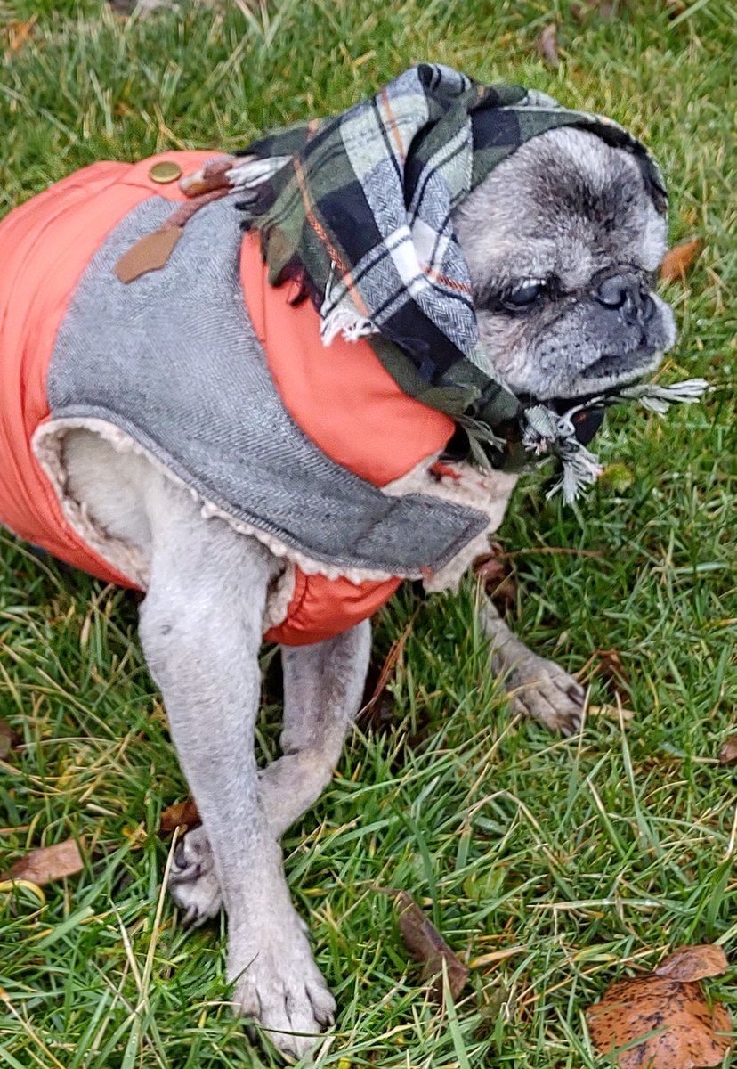 mommasboymushu's tweet photo. I know it's chilly outside momma but let my bandana be my bandana and not a babushka 🙄! Happy #HumpDay pals! #puglfe #pugsoftwitter #pug #seniorpup #dogsoftwitter #dogs #chillydog #wednesdaythought https://t.co/tryca4ZuGF