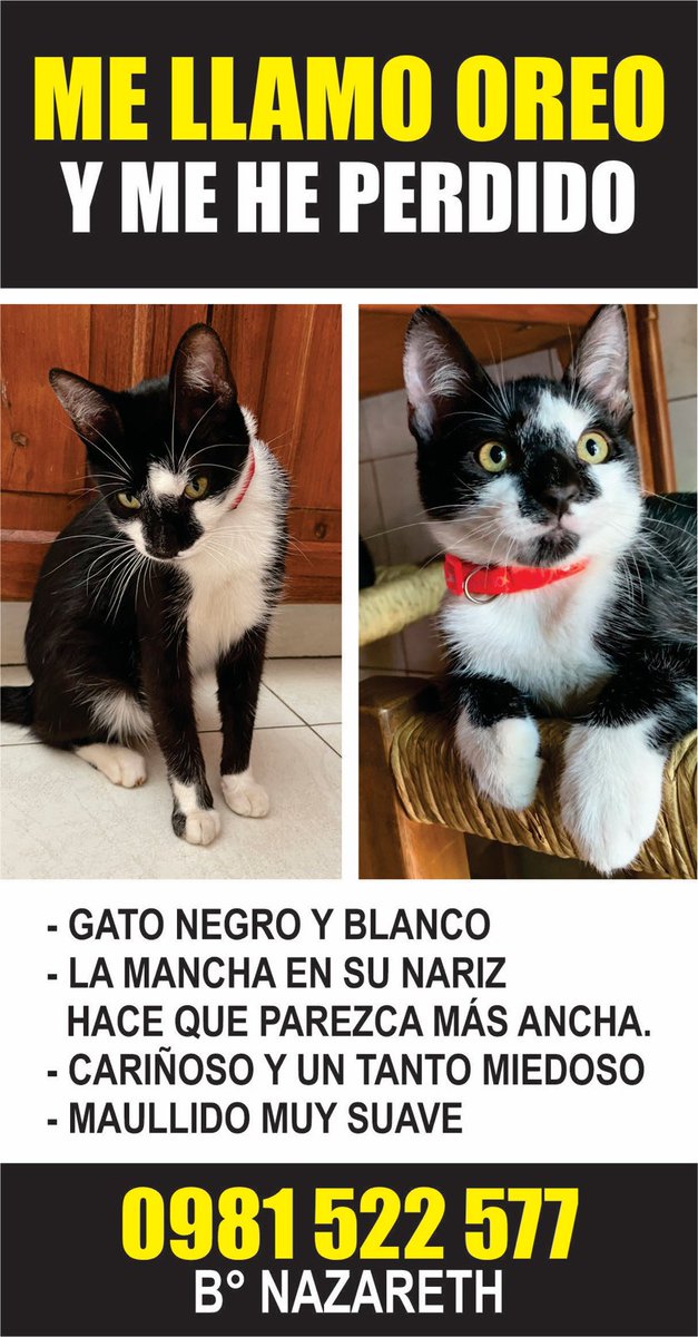 natihume's tweet photo. Por favor ayuda con un RT / queremos que oreo vuelva a su casa 😢 https://t.co/bY3xhxck1U