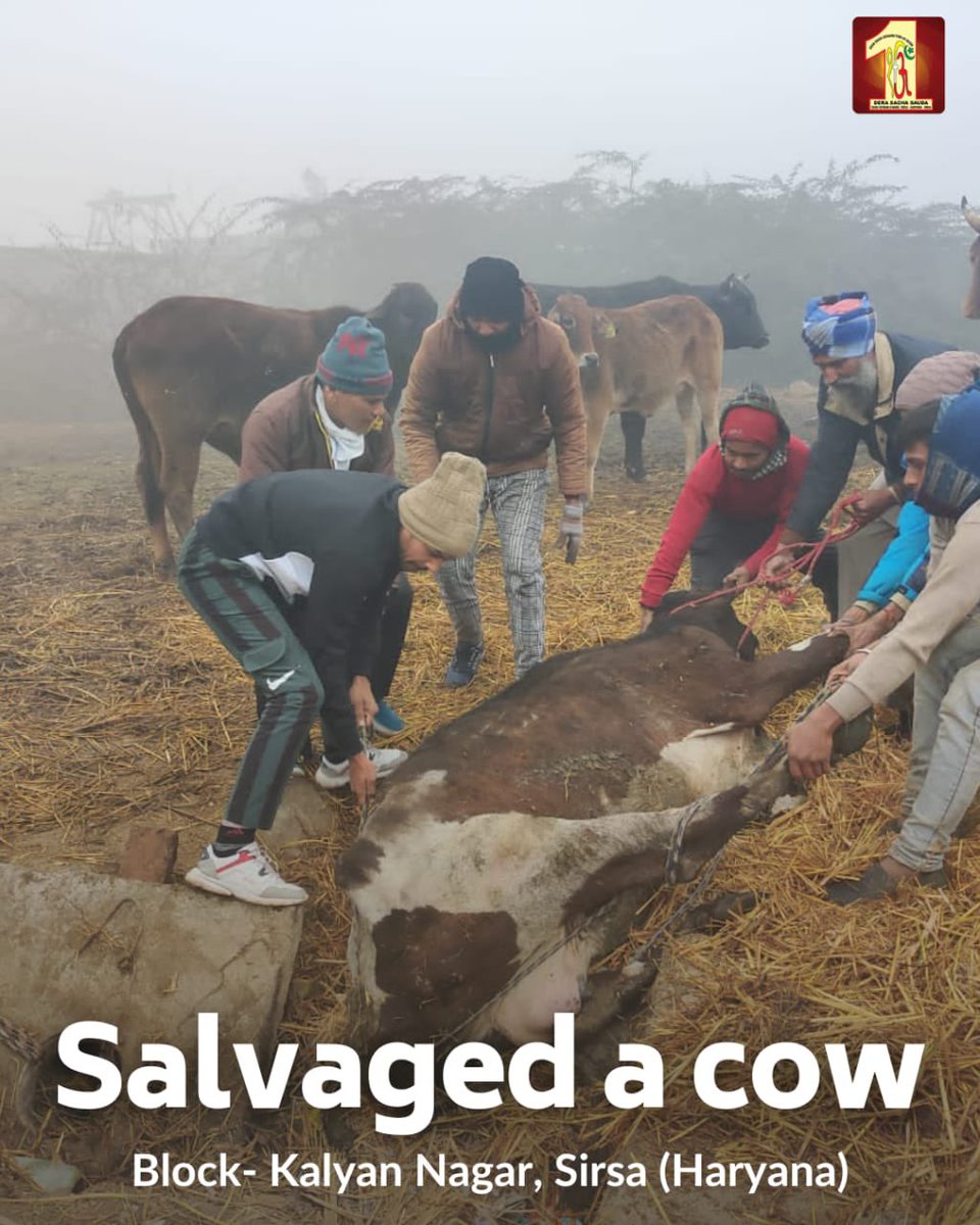 DSSNewsUpdates's tweet photo. Going out of way to help the needy creatures is all that makes one a human. Having immense compassion in their hearts, #DeraSachaSauda volunteers saved a cow and relieved it from pain with the inspiration of Saint Dr @GurmeetRamRahim Singh Ji Insan. #AnimalWelfare https://t.co/J23cVj7AAO