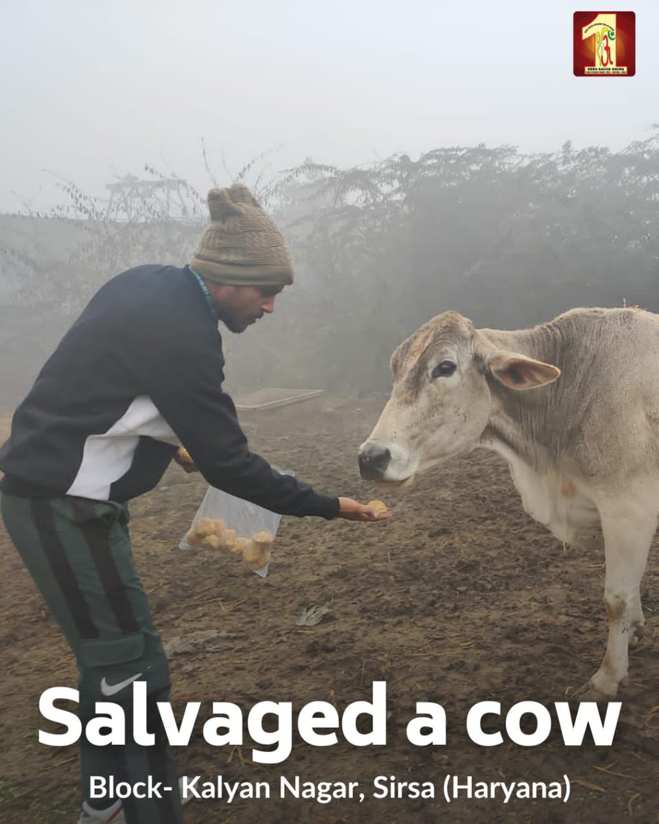 DSSNewsUpdates's tweet photo. Going out of way to help the needy creatures is all that makes one a human. Having immense compassion in their hearts, #DeraSachaSauda volunteers saved a cow and relieved it from pain with the inspiration of Saint Dr @GurmeetRamRahim Singh Ji Insan. #AnimalWelfare https://t.co/J23cVj7AAO