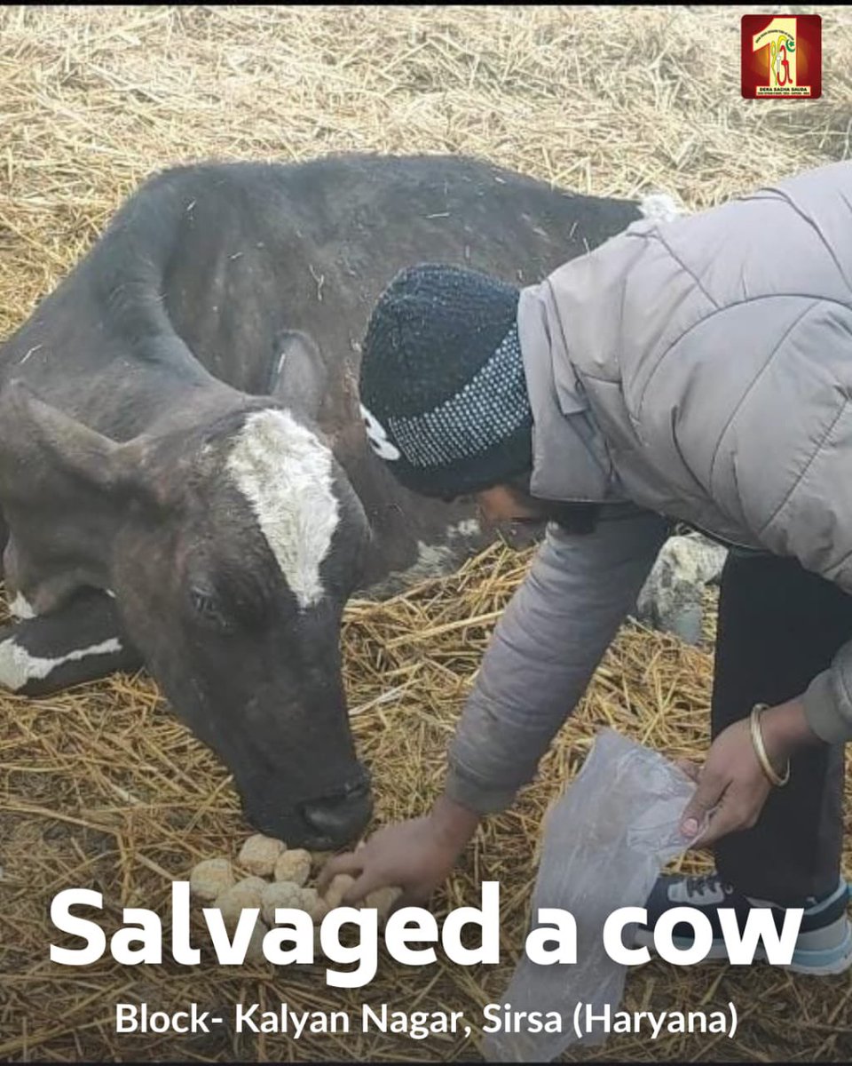 Going out of way to help the needy creatures is all that makes one a human. Having immense compassion in their hearts, #DeraSachaSauda volunteers saved a cow and relieved it from pain with the inspiration of Saint Dr @GurmeetRamRahim Singh Ji Insan. #AnimalWelfare
