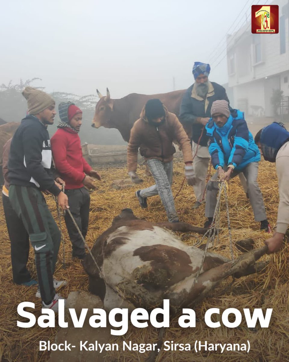 DSSNewsUpdates's tweet photo. Going out of way to help the needy creatures is all that makes one a human. Having immense compassion in their hearts, #DeraSachaSauda volunteers saved a cow and relieved it from pain with the inspiration of Saint Dr @GurmeetRamRahim Singh Ji Insan. #AnimalWelfare https://t.co/J23cVj7AAO