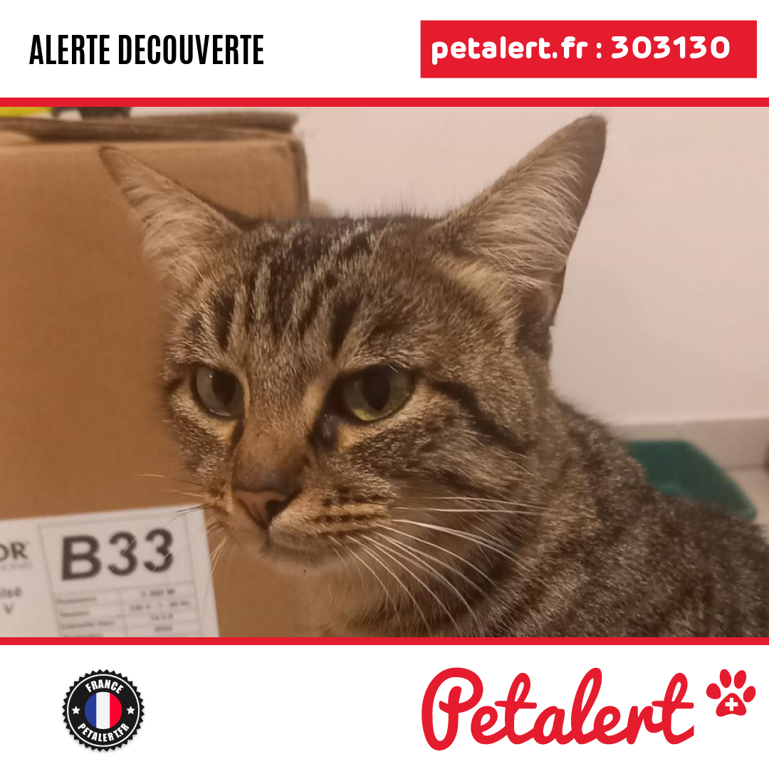 petalert_france's tweet photo. Trouvé #Chat #Lot #Autoire #Petalert #PetAlert46 / https://t.co/F9Y7l0490L https://t.co/u5z8HPSOPM