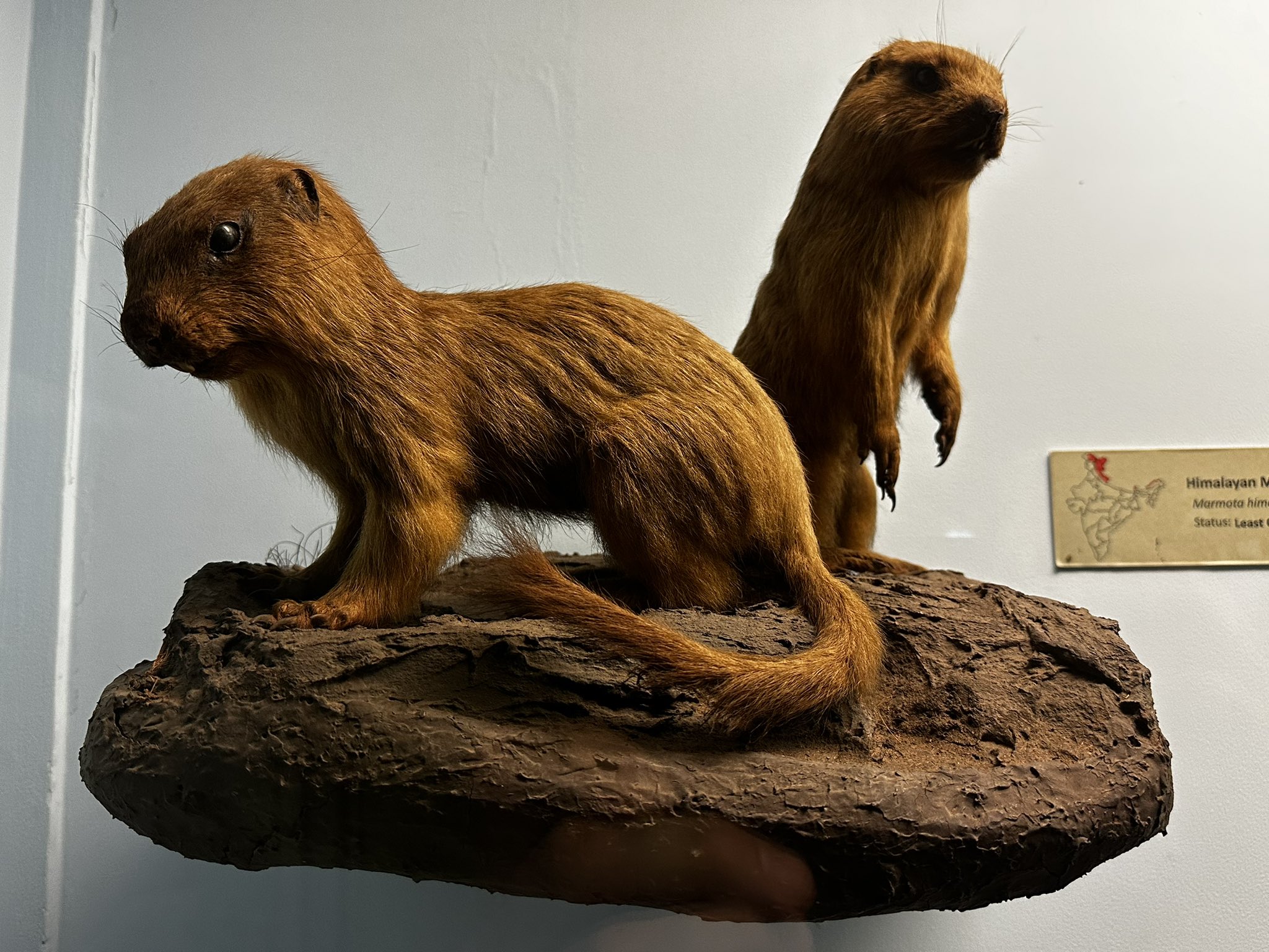 Tom Holland on X: Himalayan marmots - aka, according to one