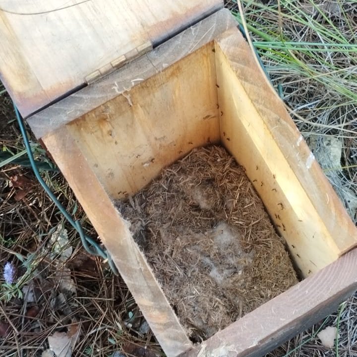 🐦En enero revisamos las cajas nido que colocamos en #PaisajeProtegidoSierraEscalona para que herrerillos y carboneros dispongan de un lugar para criar🥚
🪱Estas aves se alimentan por ejemplo de la procesionaria del pino😉