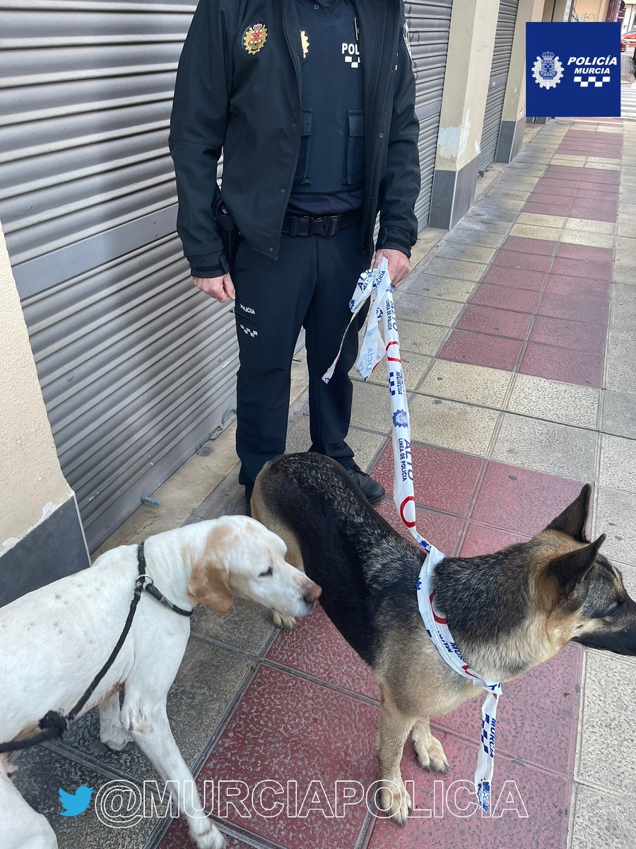 MurciaPolicia's tweet photo. Esta mañana, agentes de Barrios localizan dos perros perdidos que deambulaban por Ronda Norte evitando que fuesen atropellados.
Ahora se encuentran en CEPROAMUR esperando a sus dueños o un futuro compañer@ que los adopten.

¿Nos ayudas a buscar a sus dueños con un retuit? https://t.co/gLm2Dgcgrz