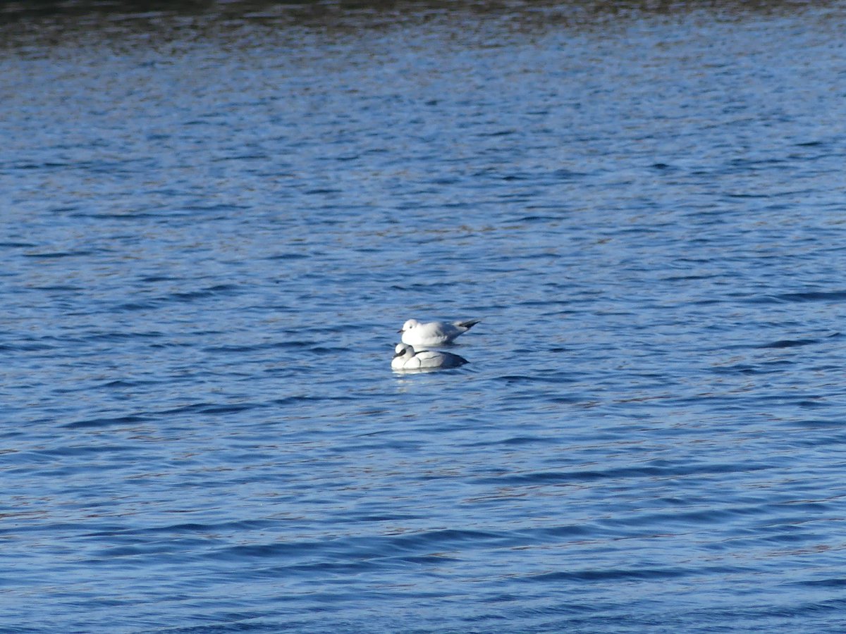 Alexliddle88's tweet photo. 2 seagulls at Broadwater #londonbirds https://t.co/nCTmkgsxk9