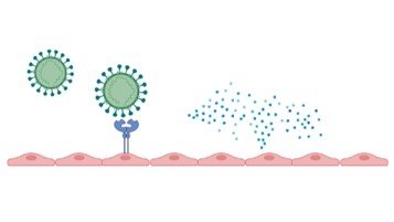 sysbioire's tweet image. First #SBIblog of 2023 comes from Zhiran Wang, a PhD student in the Eissner Group. Read all about her research project investigating whether or not the drug FX06 can help reduce the severity of COVID-19. 
#COVID19 #research @UCDMedicine
Article below⬇️⬇️⬇️
ucd.ie/sbi/news/blog/…