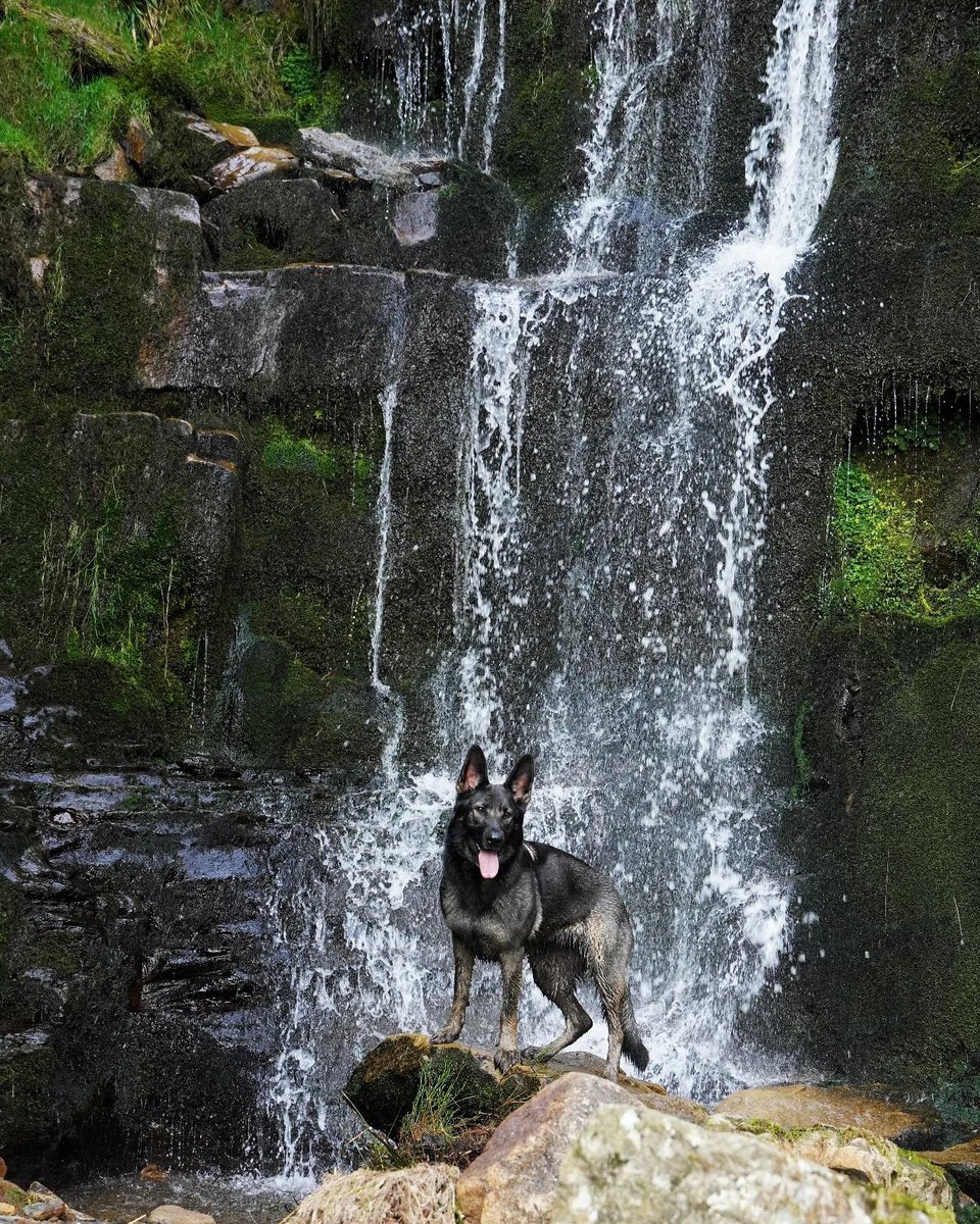 Dog Furiendly tweet media