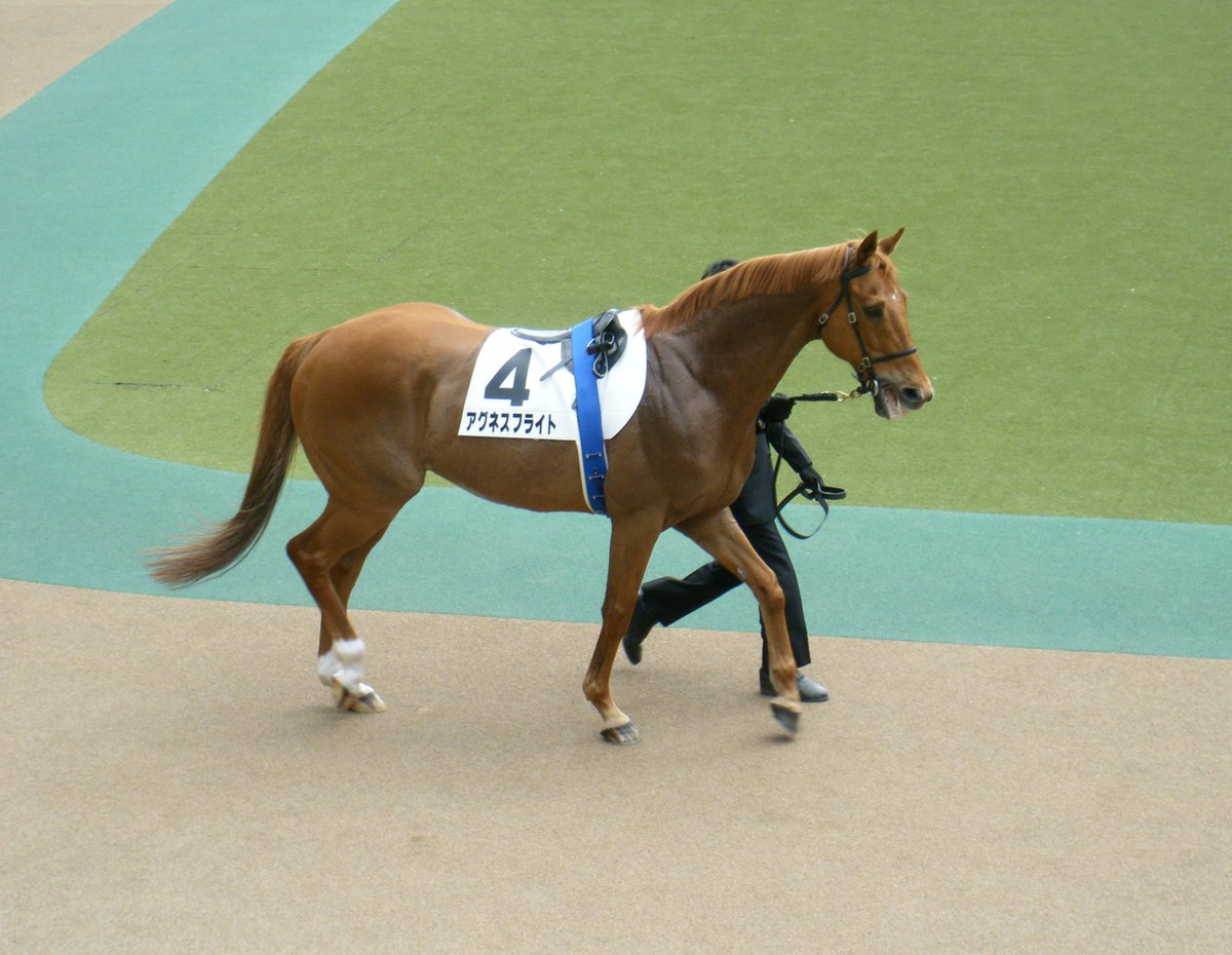 競馬 ゼッケン 有馬記念 グラスワンダー サイン入り | www.vp-concrete.com