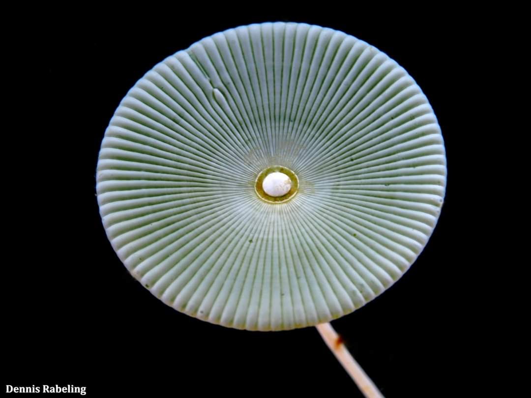 How a simple #algae (Acetabularia acetabulum) can be so beautiful. ☂️ Sometimes you just have to enjoy the simple things. #Diving at #Lanzarote is simply amazing.