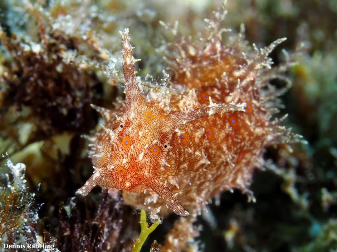 Well hello there. 😶 This #seahare (Stylocheilus polyomma) species can normally be found in #night dives in between the algae beds. Certain periods we can find many of them and sometimes we don't find them for a long time.