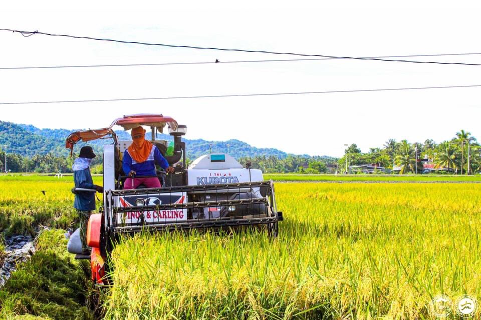 Avanza un #transgénico humanitario: Cosechan primeras 100 toneladas de arroz dorado en Filipinas, alimento que ayudará a combatir la ceguera y muerte infantil causada por deficiencia de vitamina A 🌾🍚chilebio.cl/2023/01/11/un-… | Vía <a href="/fundacionantama/">Fundación Antama</a>