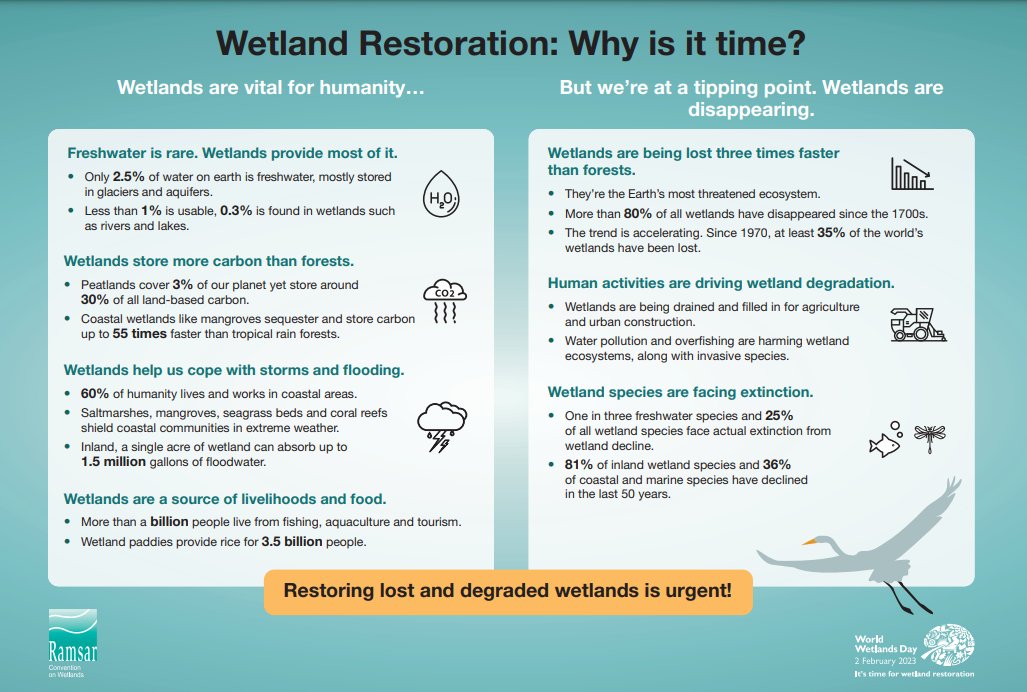 #Wetlands are disappearing 3⃣ times faster than forests &amp; are recognised as the most threatened ecosystem 💧🌿

3⃣5⃣% of the world’s wetlands have been lost since the 1970’s. Here's why actions must be taken 🌎 

➡️ worldwetlandsday.org

#GenerationRestoration
#ForWetlands