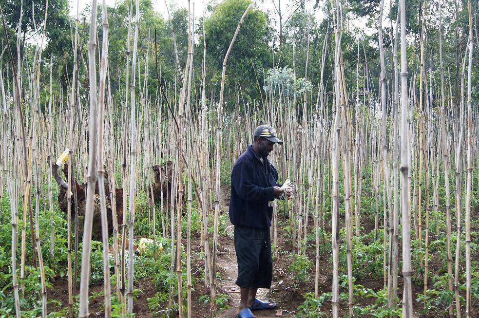Widespread lack of awareness of pesticides risks exposes farmers and environment. A study of Arumeru farmers #Tanzania found 79% kept pesticides inside their homes; 5% used drinking water containers to mix them; > 40% applied without good protection: wrld.bg/AQQp50MnoIn ☘️