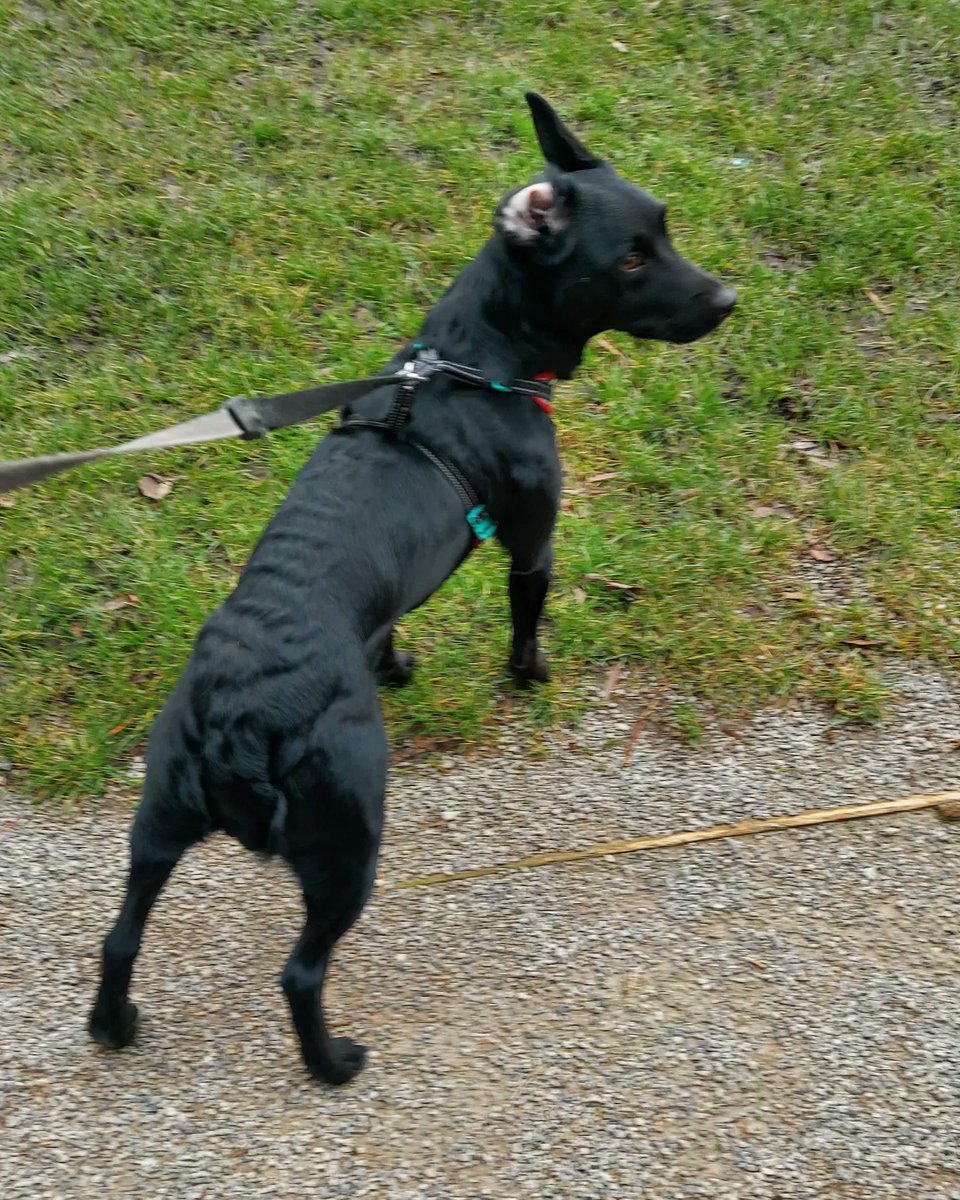 coombes_angie's tweet photo. Finally stopped #raining ๐ง this morning for #dogwalking but very #windy instead!
Lots of #flooding too.
#flapometer #ears https://t.co/g494V87FKM
