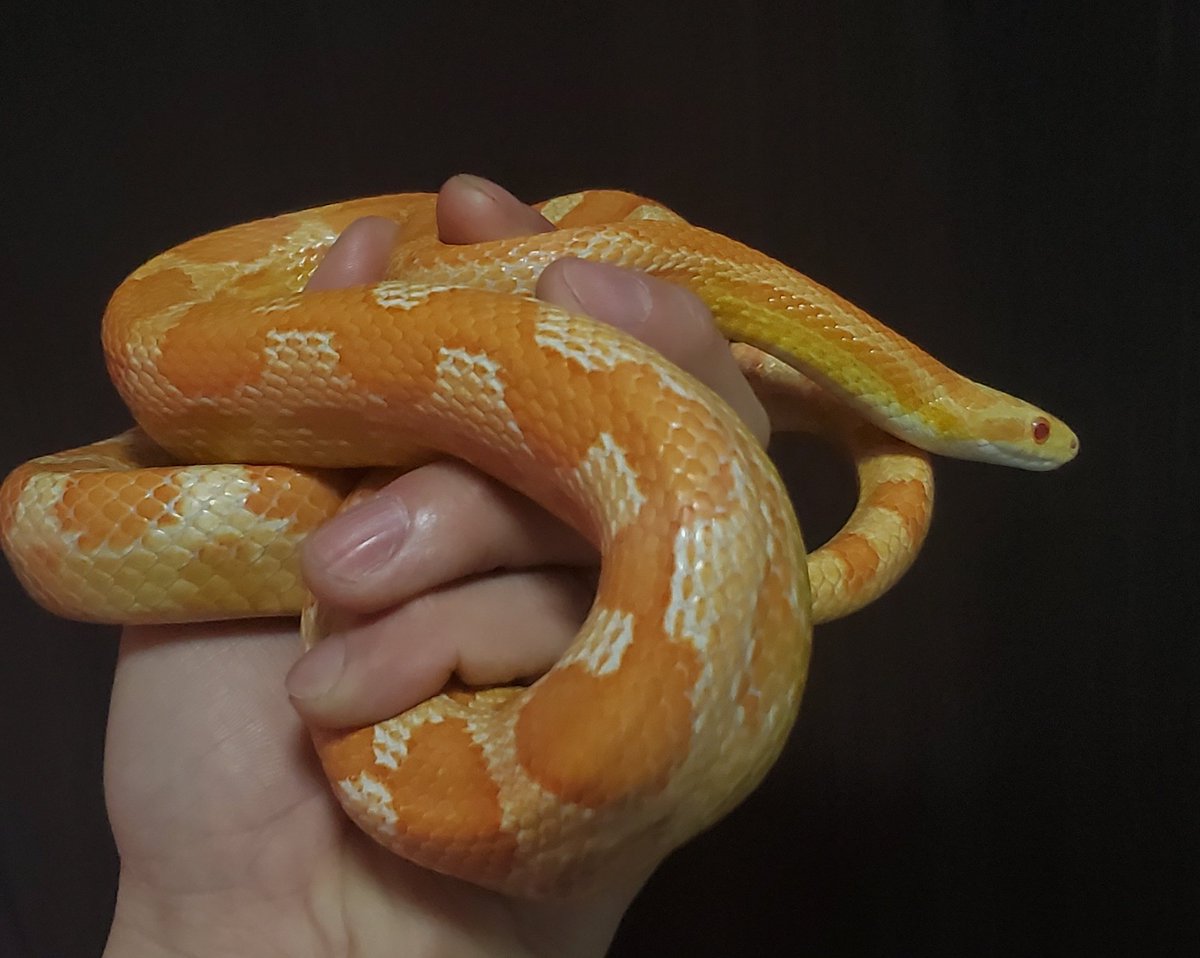 BebeRep_m's tweet image. 新入荷
コーンスネーク
【クリームシクルhetアネリ】
【ハイポラベンダーモトレーhetグレイシャー】
スマトラブラッドパイソン