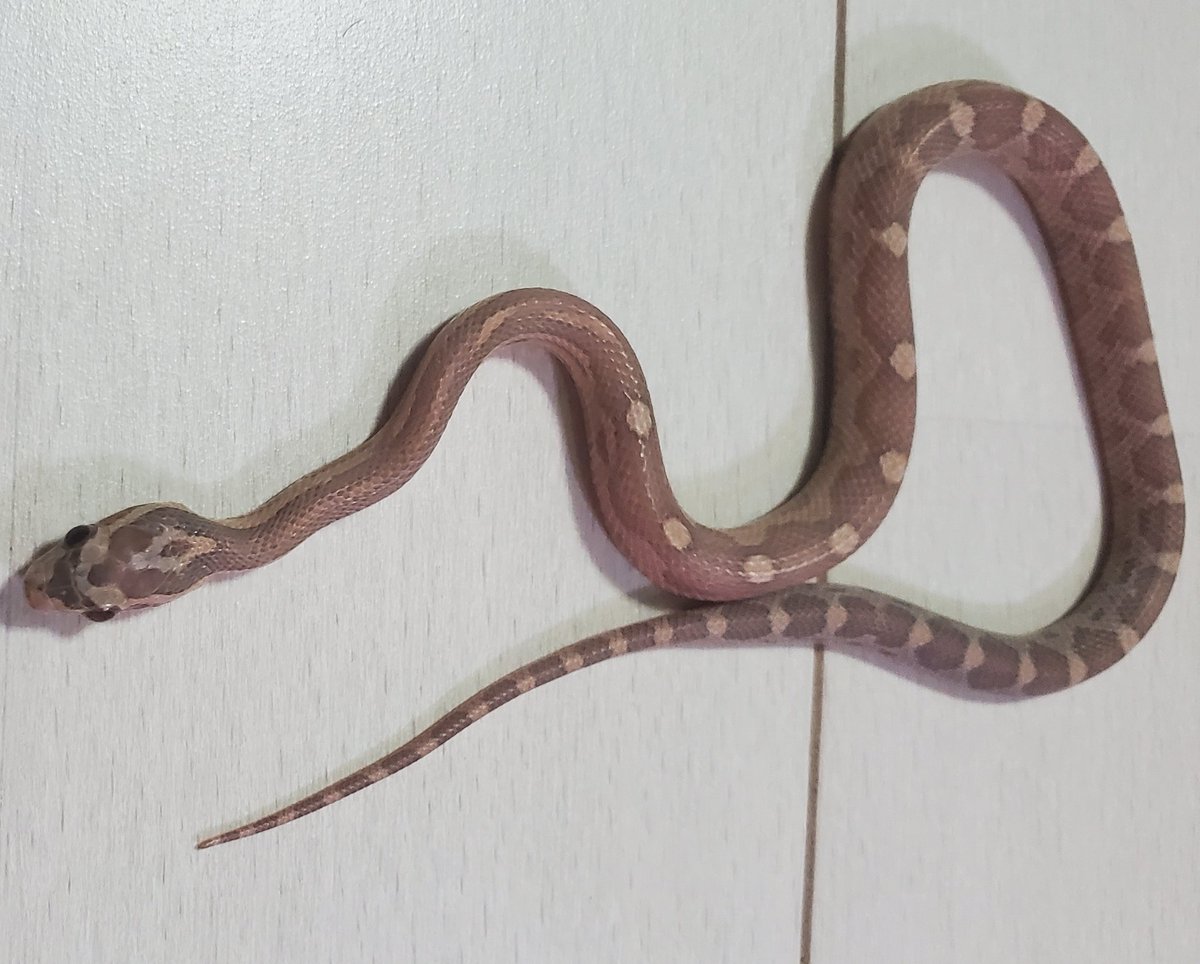 BebeRep_m's tweet image. 新入荷
コーンスネーク
【クリームシクルhetアネリ】
【ハイポラベンダーモトレーhetグレイシャー】
スマトラブラッドパイソン