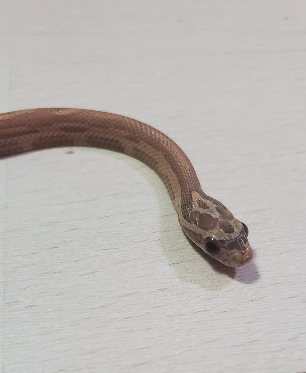 BebeRep_m's tweet image. 新入荷
コーンスネーク
【クリームシクルhetアネリ】
【ハイポラベンダーモトレーhetグレイシャー】
スマトラブラッドパイソン