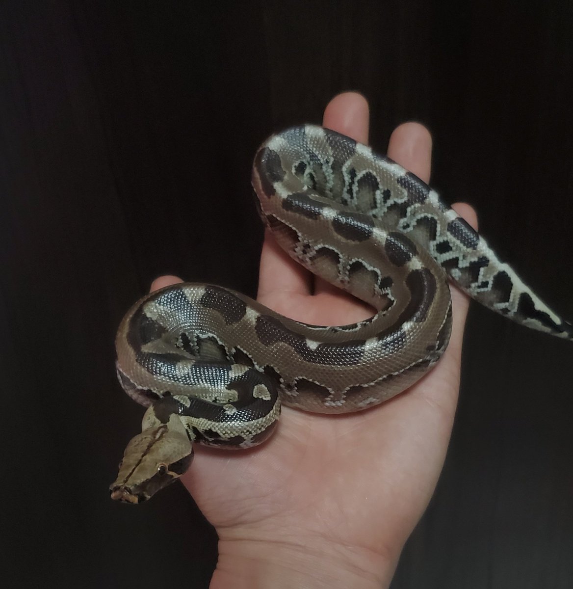 BebeRep_m's tweet image. 新入荷
コーンスネーク
【クリームシクルhetアネリ】
【ハイポラベンダーモトレーhetグレイシャー】
スマトラブラッドパイソン