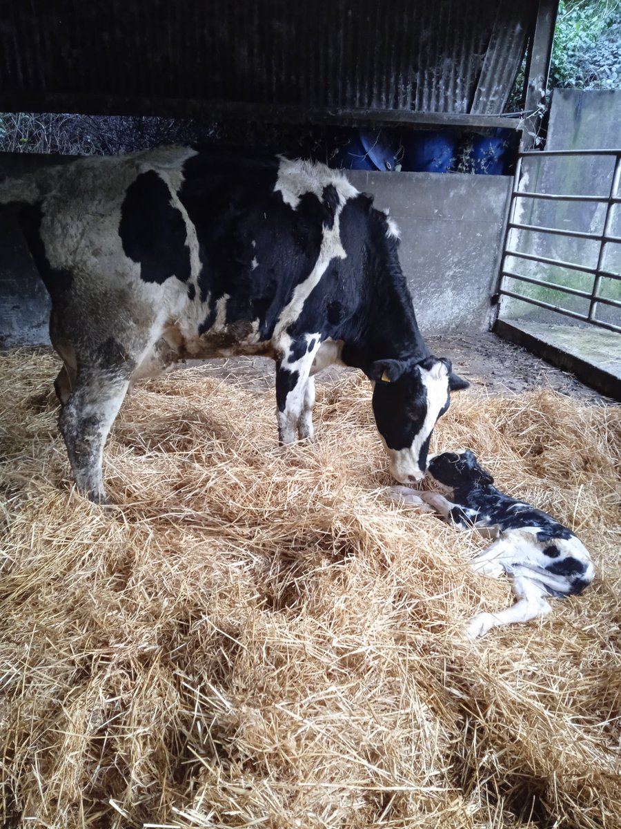 Nice peak motion heifer calf to kick things off. Would be happier if she'd waited another week🙄