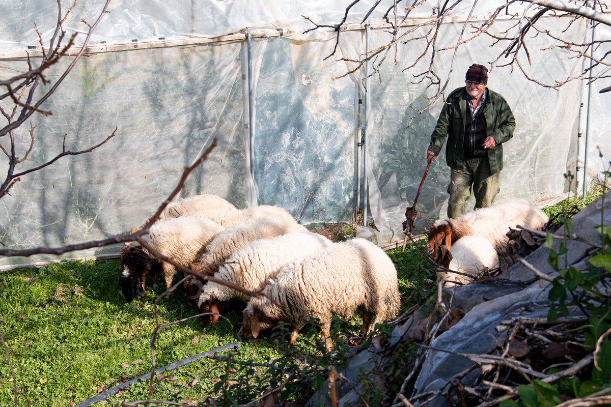 SOSCdOrient's tweet photo. 🇱🇧# Liban - Au monastère de #Mayfouk, les volontaires aident les pères au travail agricole.
❤️Avec 33€ vous permettez à un volontaire soutenir les Libanais pendant une journée. Faites un don : https://t.co/6PT7xEeoPm
#chrétiensdOrient https://t.co/zMeFmTWnJ1
