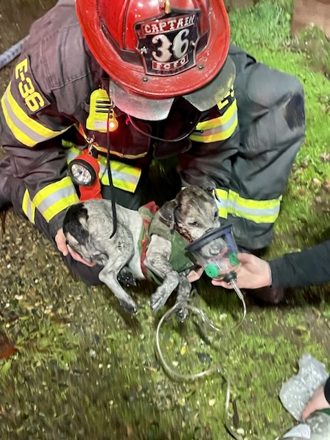 Firefighters responded to a structure fire last night in the Folsom Historic District. Fire was limited to one building, and one dog was rescued. No other injuries were reported.