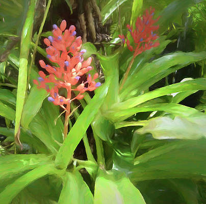 Flaming Torch Bromeliad #floralartwork #flower #flowerphotography #digitalartist #botanicalgardens #tropical #AYearForArt #BuyArtNotCandy #JanuaryJoy #wallart #homedecor #Bilbergia #floral #floralart #floralphotography #interiorstyling 
See my work here - deborah-league.pixels.com/featured/flami…