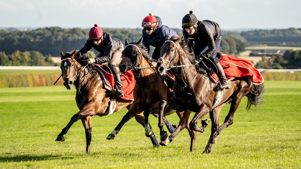 Fitzdares's tweet photo. ✨FITZ PERFECTLY✨ Shares available… for a limited time only!⁠
⁠
🧬Our very own stunning 3-y-o filly is back in training with @FellowesRacing 
⁠⁠
This is a great opportunity to kickstart your ownership journey for just £28 per share!

https://t.co/IkQexjC1qt https://t.co/9hllrbJanq