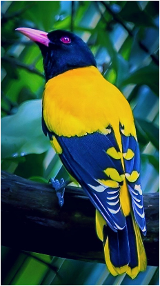 VieNatureSavoir's tweet photo. Good afternoon 💙🐤💛
#natAure #NatureBeauty #naturelovers #wildlife #birds #EarthDay #photo #wildlifephotography #beautiful https://t.co/0igmiKkpd6