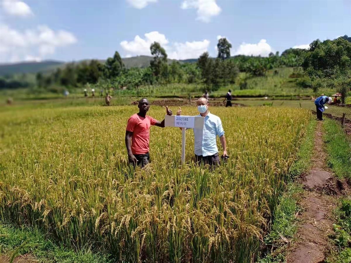 China Daily on Twitter "A new hybrid rice variety from rice breeders