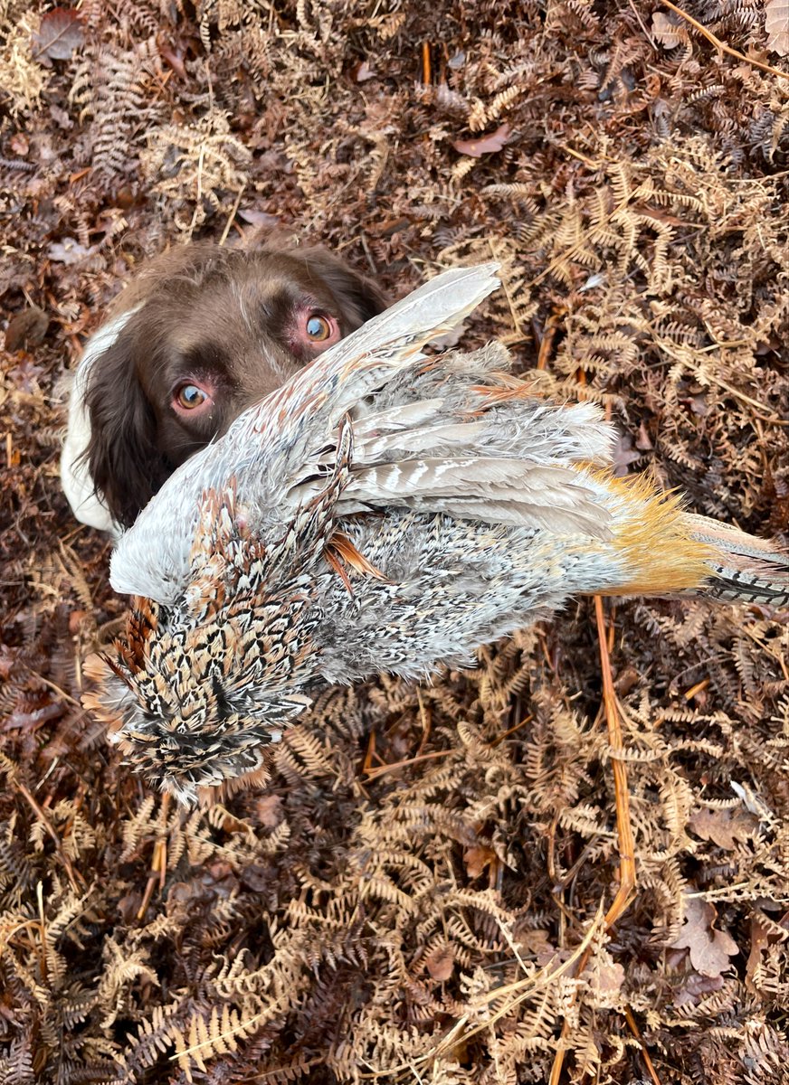 CaptainSC5's tweet photo. 2 dogs walked and had a bit of training. Hopefully they’ll have a good nap now so I can get on with some studying!
#EnglishSpringerSpaniel #springerspaniel #workingspringer #gundogs #gundogtraining #walkies #pheasantshooting https://t.co/N5XgtNxZx1
