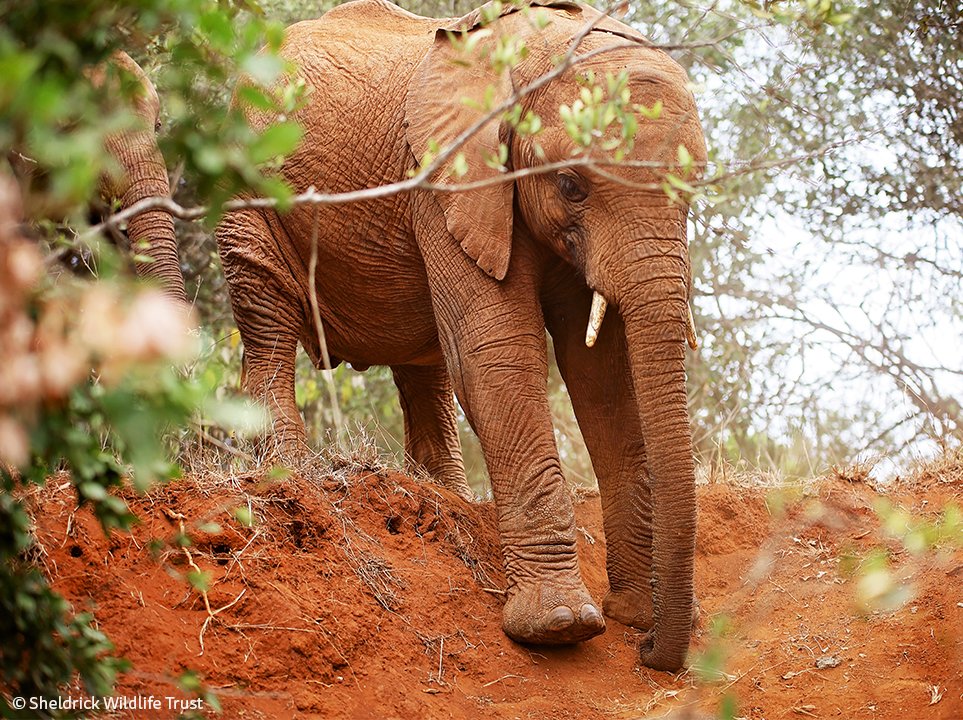 Sagateisa’s steely character helped her survive near insurmountable odds — &amp; she applies that same grit to everyday life. She's currently sliding into a phase of being more assertive than caring, so our newcomers give the 'grumpy girl' a wider berth  sheldrickwildlifetrust.org/orphans/sagate…