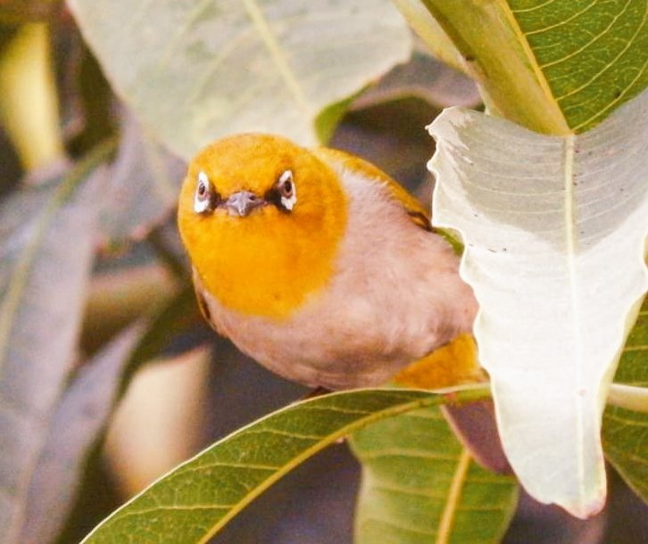 TweetsOfAM's tweet photo. @sykesjeff Did you say eyes... 
#ThePhotoHour 
#eyes 
#birds https://t.co/DZclN4EeUU